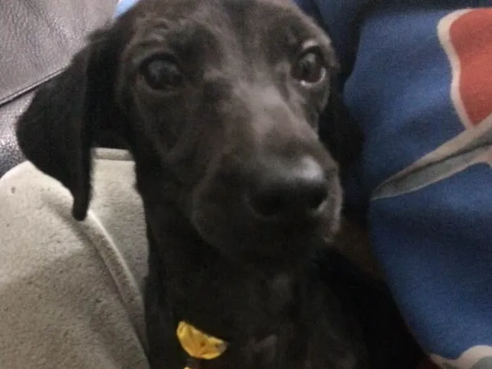 Cachorro ra a poodle/Srd  idade 7 a 11 meses nome Jordan e Lola