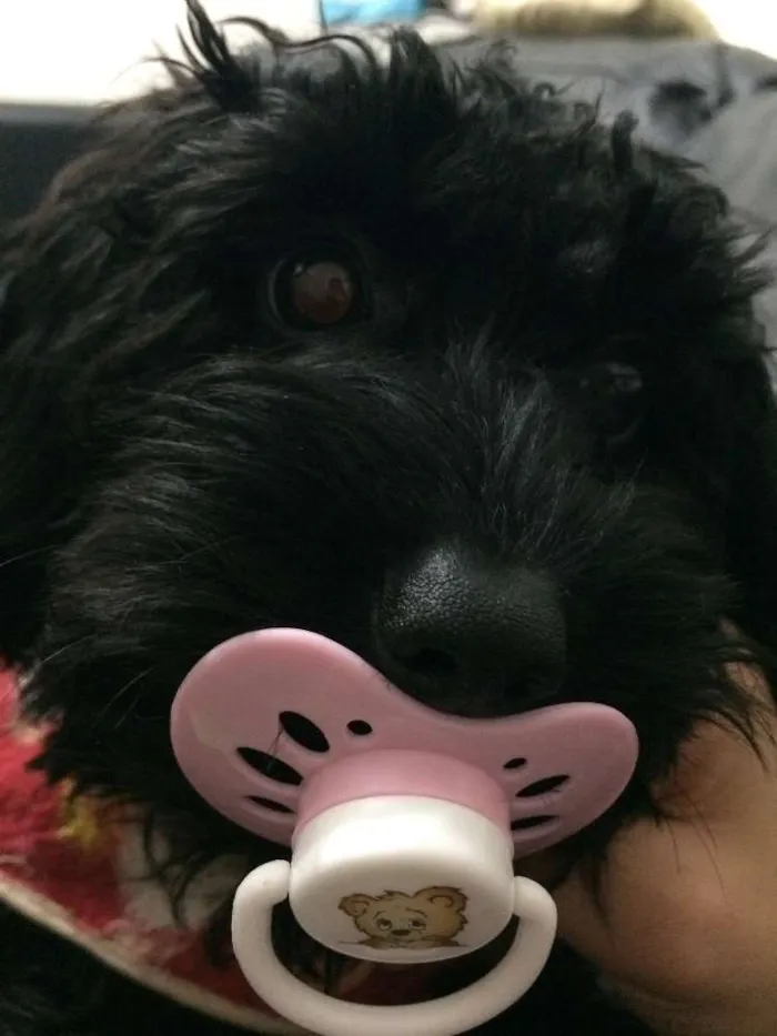 Cachorro ra a poodle/Srd  idade 7 a 11 meses nome Jordan e Lola