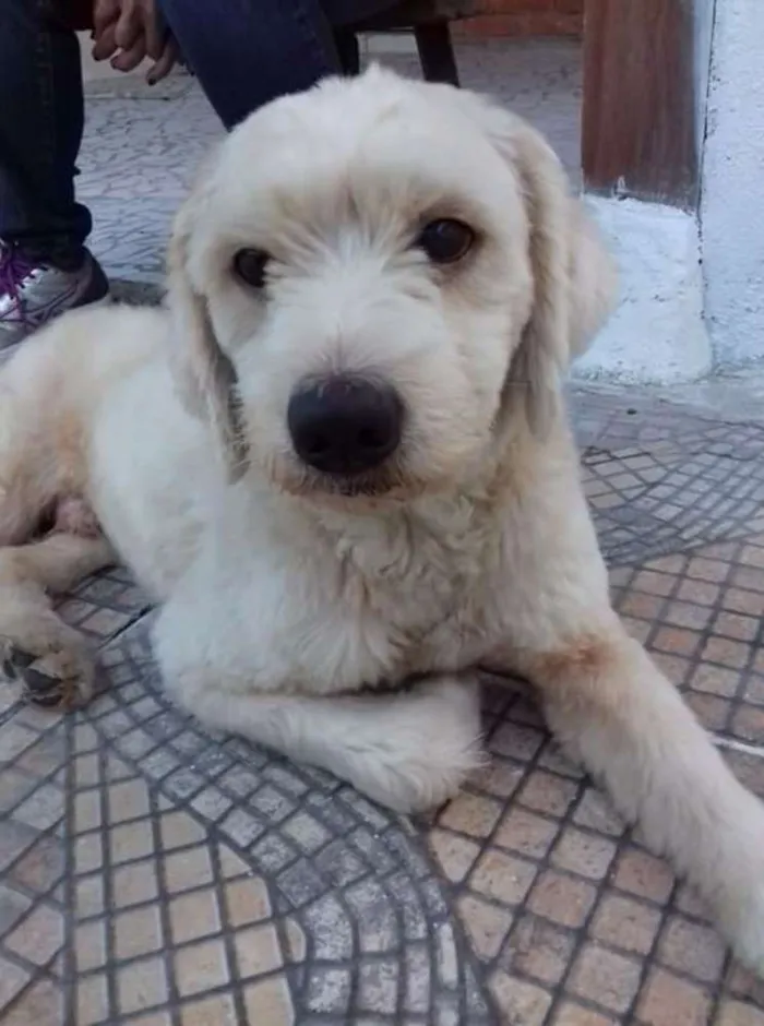 Cachorro ra a SRD idade 4 anos nome Sem nome
