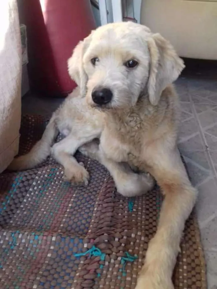 Cachorro ra a SRD idade 4 anos nome Sem nome