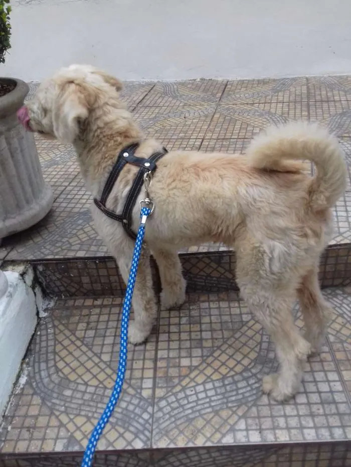 Cachorro ra a SRD idade 4 anos nome Sem nome
