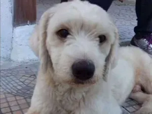 Cachorro raça SRD idade 4 anos nome Sem nome