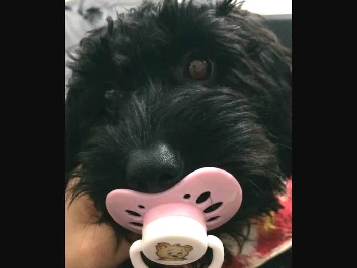 Cachorro ra a poodle/Srd  idade 7 a 11 meses nome Jordan e Lola