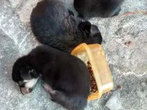 Cachorro raça não sei idade Abaixo de 2 meses nome ainda não tem