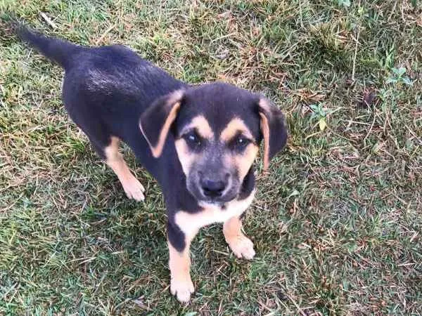 Cachorro ra a Labrador COM VIRA LATA idade 2 a 6 meses nome ME ADOTE