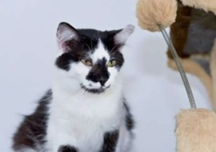 Gato ra a  idade 2 anos nome Salgueiro