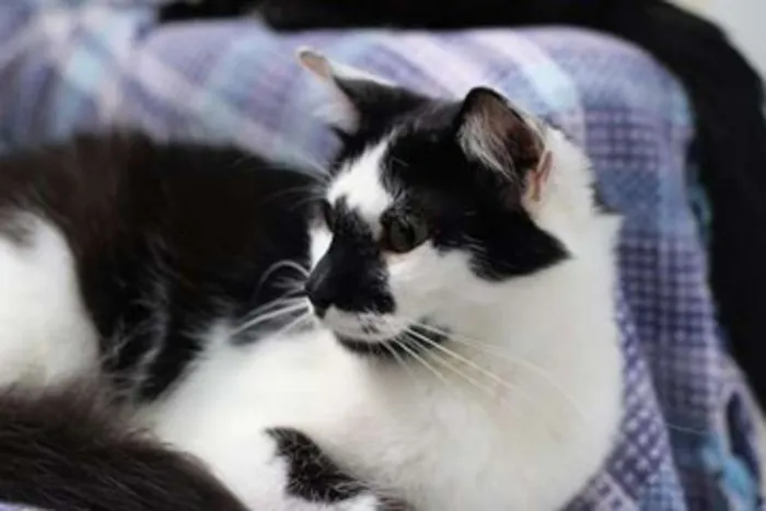 Gato ra a  idade 2 anos nome Salgueiro