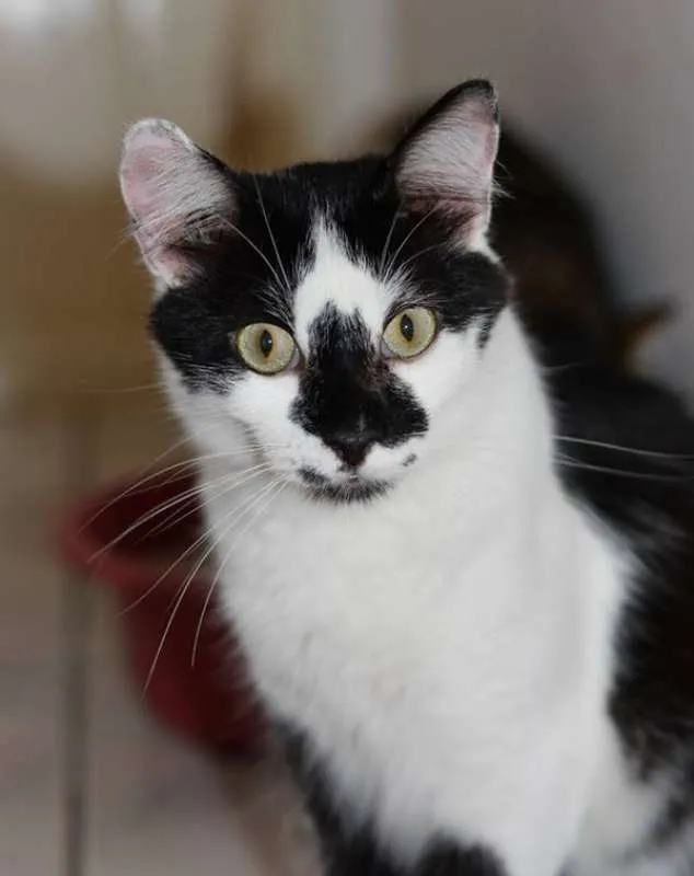 Gato ra a  idade 2 anos nome Salgueiro
