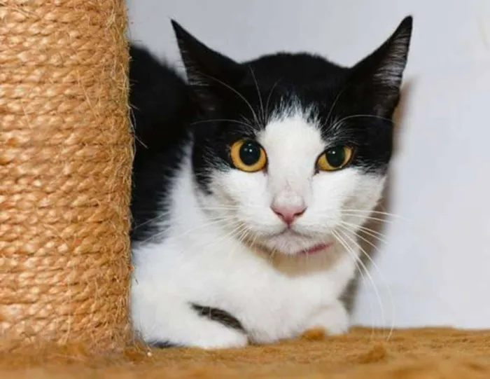 Gato ra a  idade 1 ano nome Salvia
