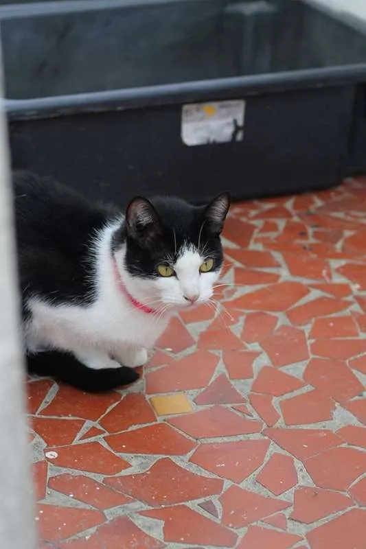 Gato ra a  idade 1 ano nome Salvia