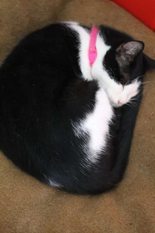 Gato ra a  idade 1 ano nome Salvia