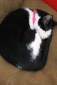 Salvia