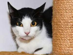 Gato raça  idade 1 ano nome Salvia