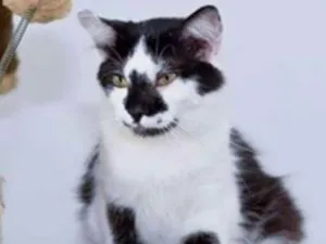 Gato raça  idade 2 anos nome Salgueiro