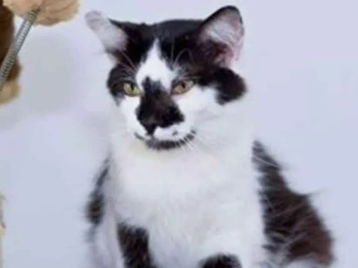 Gato ra a  idade 2 anos nome Salgueiro