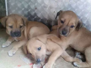 Cachorro raça vira lata idade 2 a 6 meses nome Mel e Meire