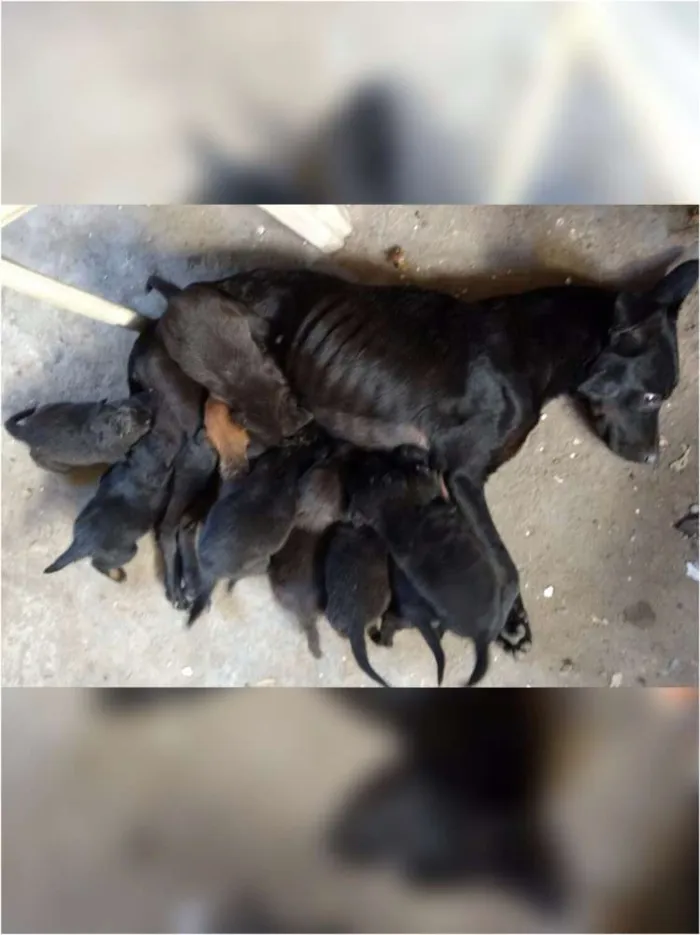 Cachorro ra a SRD idade 2 a 6 meses nome Sem nomes