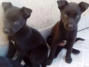 Cachorro raça Srd idade Abaixo de 2 meses nome Filhotes