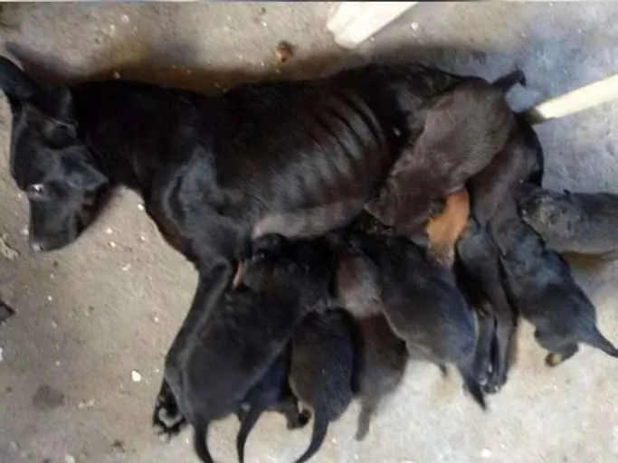 Cachorro ra a SRD idade 2 a 6 meses nome Sem nomes