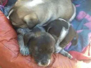 Cachorro raça indefinida idade Abaixo de 2 meses nome não tem