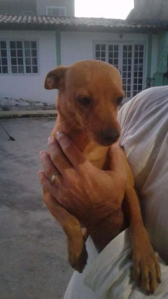 Cachorro ra a Srd idade 7 a 11 meses nome Bradock