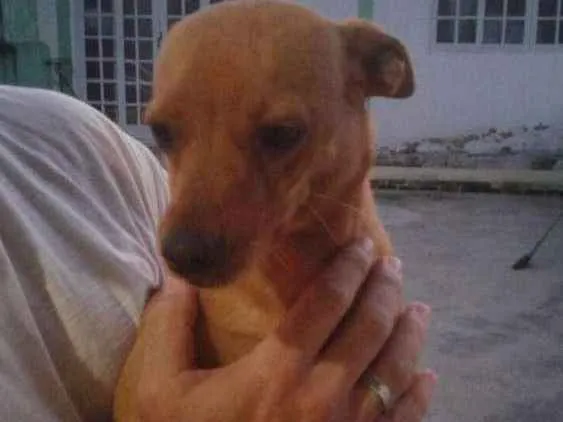 Cachorro ra a Srd idade 7 a 11 meses nome Bradock