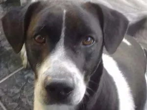 Cachorro raça Srd idade 1 ano nome Tuca