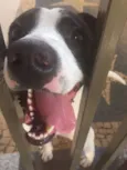 ZAK