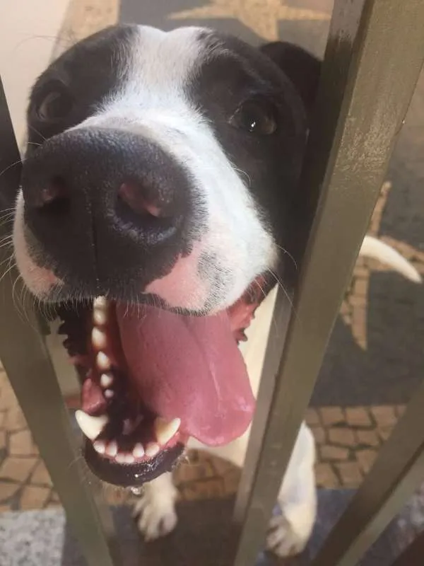 Cachorro ra a VIRA LATA idade 2 anos nome ZAK