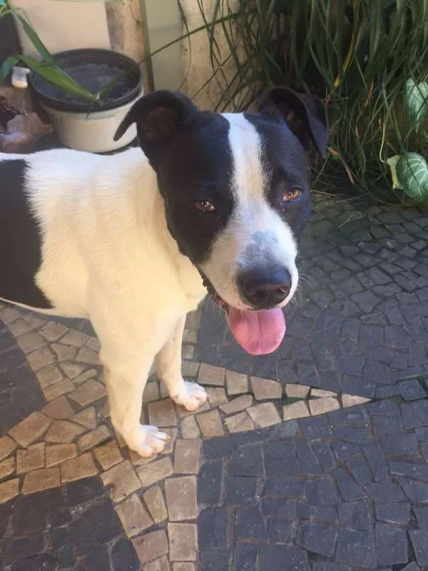 Cachorro ra a VIRA LATA idade 2 anos nome ZAK