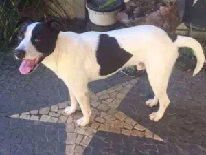 Cachorro raça VIRA LATA idade 2 anos nome ZAK