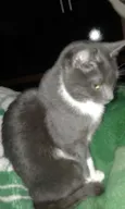 Tom