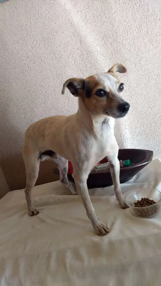 Cachorro ra a Pincher c Fox paulistinha idade 1 ano nome Pirulito