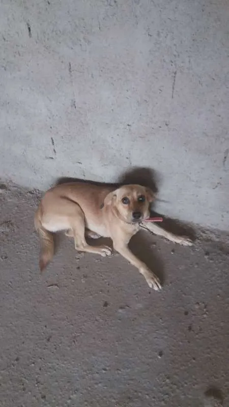 Cachorro ra a Sem raça idade 1 ano nome Cristal