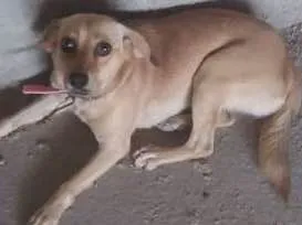 Cachorro ra a Sem raça idade 1 ano nome Cristal