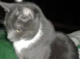 Tom