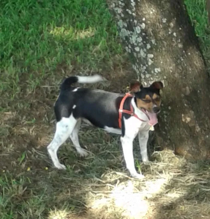 Cachorro ra a Fox Paulistinha idade 3 anos nome Laica