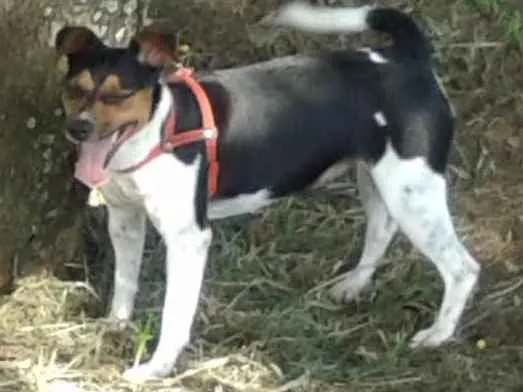 Cachorro ra a Fox Paulistinha idade 3 anos nome Laica
