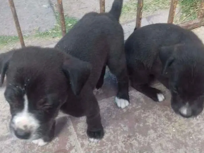 Cachorro ra a  idade  nome Sem nome 