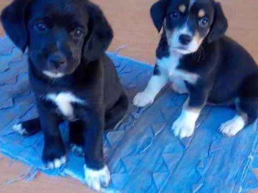 Cachorro ra a Rsd idade Abaixo de 2 meses nome Não tem