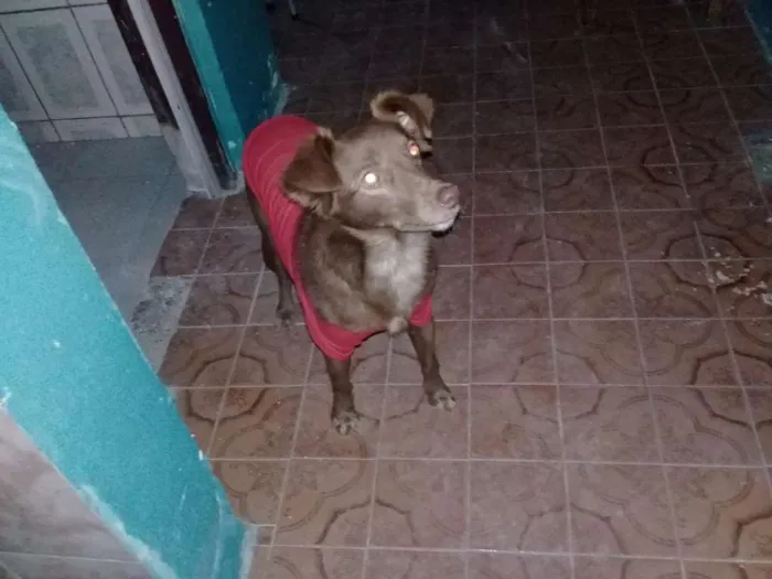 Cachorro ra a  idade 1 ano nome Minnie
