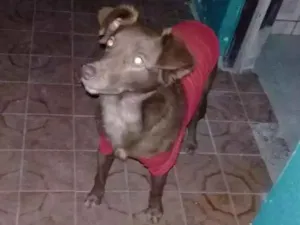 Cachorro raça  idade 1 ano nome Minnie