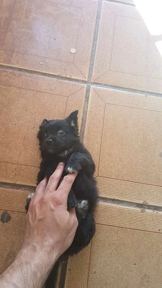 Cachorro ra a Mistura  poodle com vira-lata idade Abaixo de 2 meses nome Espoleta