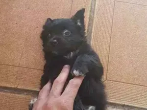 Cachorro raça Mistura  poodle com vira-lata idade Abaixo de 2 meses nome Espoleta