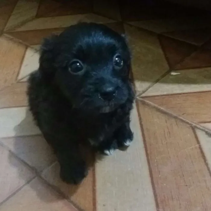 Cachorro ra a Mistura  poodle com vira-lata idade Abaixo de 2 meses nome Espoleta