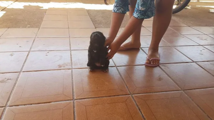 Cachorro ra a Mistura  poodle com vira-lata idade Abaixo de 2 meses nome Espoleta