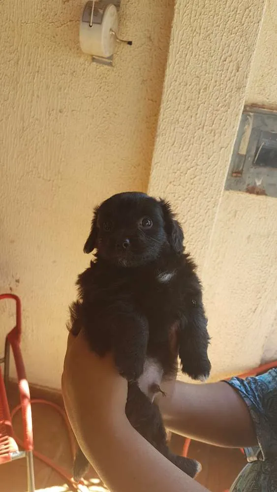 Cachorro ra a Mistura  poodle com vira-lata idade Abaixo de 2 meses nome Espoleta