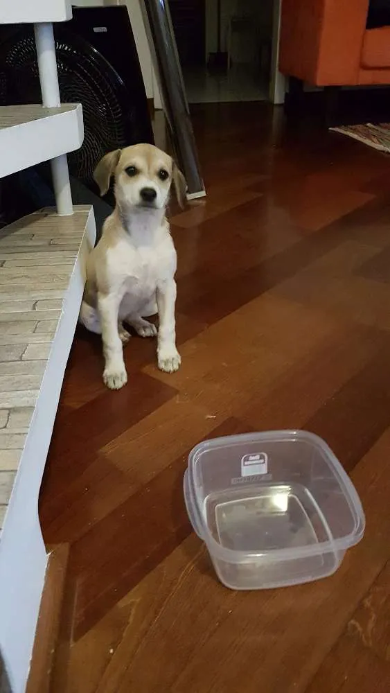 Cachorro ra a Vira-lata  idade 2 a 6 meses nome Tonca 