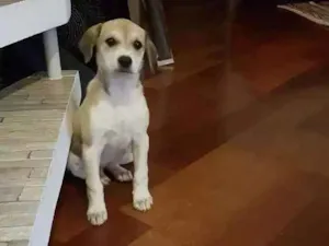 Cachorro raça Vira-lata  idade 2 a 6 meses nome Tonca 