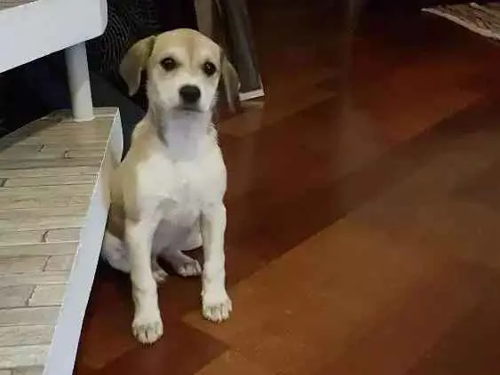 Cachorro ra a Vira-lata  idade 2 a 6 meses nome Tonca 